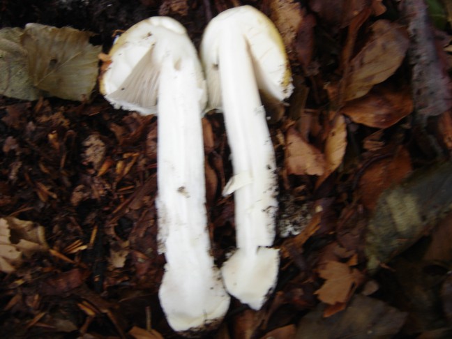Un paio di funghi da determinare
